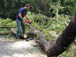 Best Seasonal Cleanup (Spring/Fall)  in Marysville, WA